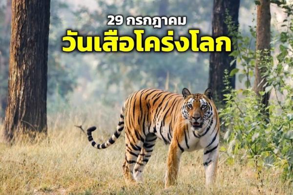 สำนักวิทยบริการฯ มหาวิทยาลัยราชภัฏเพชรบุรี ขอเชิญชวน นักเรียนนักศึกษา อาจารย์ เจ้าหน้าที่ และประชาชนทั่วไป ร่วมกิจกรรม ตอบคำถามชิงรางวัล เนื่องใน 29 กรกฎาคม ของทุกปี วันอนุรักษ์เสือโคร่งโลก (Global Tiger Day) 